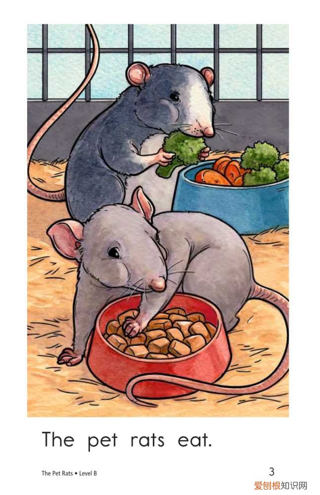 raz分级阅读每级多少本，RAZ level B 2 The Pet Rats 绘本阅读