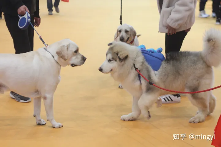 广州宠物展览会时间表最新，2021CPF广州宠物展知识科普：狗狗掉毛知多少？