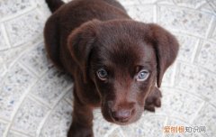 狗的蜱虫是怎么造成的 狗狗蜱虫怎么产生的