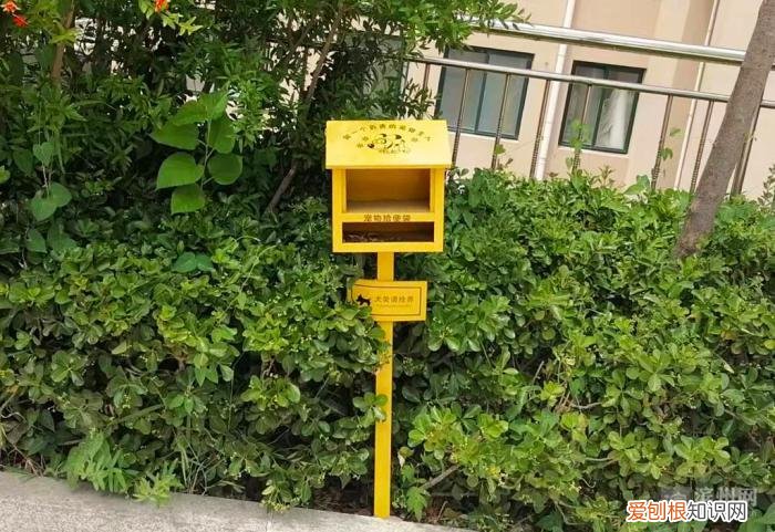 主人什么样宠物就什么样，如何做一名优秀的宠物主人？市东街道桃李幸福家园小区做了最佳引导