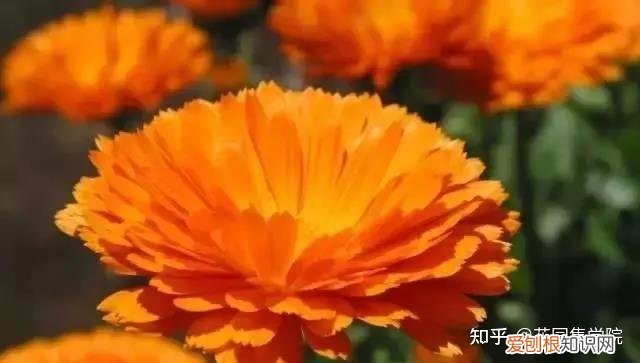 养花技巧视频大全，干货 | 养花小知识，一起为来年满园春色做准备吧~