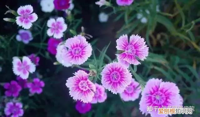 养花技巧视频大全，干货 | 养花小知识，一起为来年满园春色做准备吧~