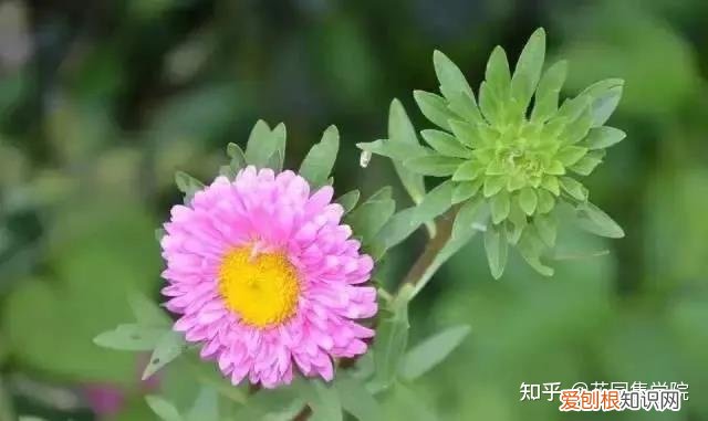 养花技巧视频大全，干货 | 养花小知识，一起为来年满园春色做准备吧~