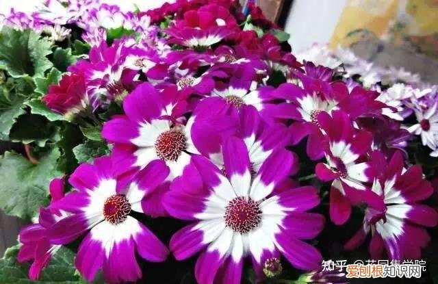 养花技巧视频大全，干货 | 养花小知识，一起为来年满园春色做准备吧~