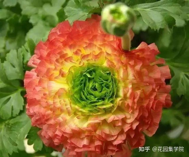 养花技巧视频大全，干货 | 养花小知识，一起为来年满园春色做准备吧~