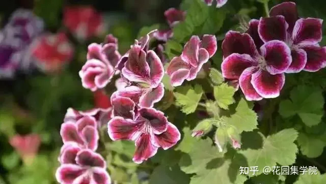 养花技巧视频大全，干货 | 养花小知识，一起为来年满园春色做准备吧~