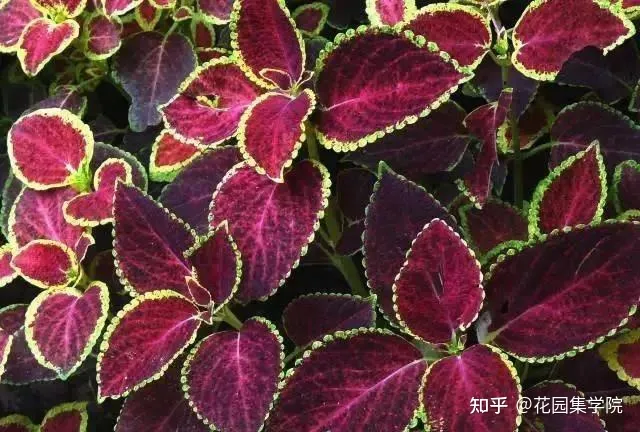 养花技巧视频大全，干货 | 养花小知识，一起为来年满园春色做准备吧~