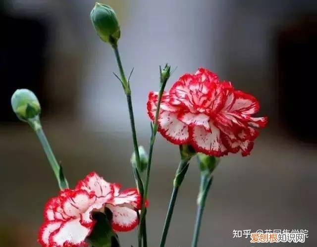 养花技巧视频大全，干货 | 养花小知识，一起为来年满园春色做准备吧~