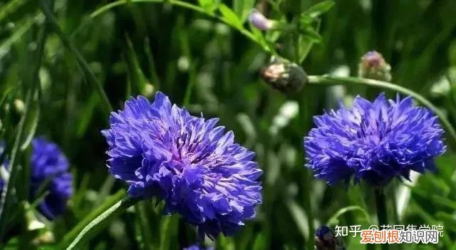 养花技巧视频大全，干货 | 养花小知识，一起为来年满园春色做准备吧~