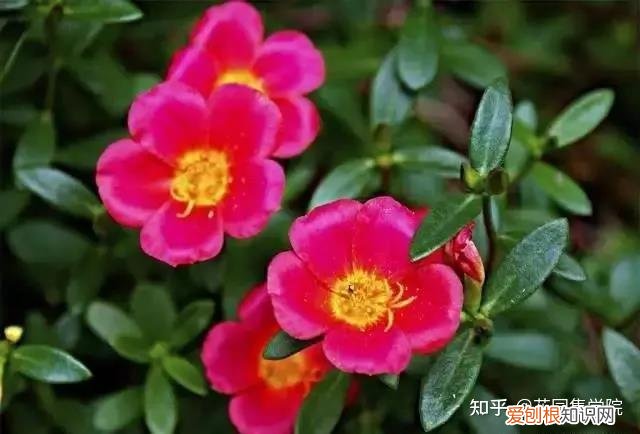 养花技巧视频大全，干货 | 养花小知识，一起为来年满园春色做准备吧~