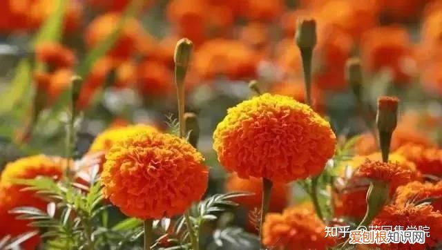 养花技巧视频大全，干货 | 养花小知识，一起为来年满园春色做准备吧~