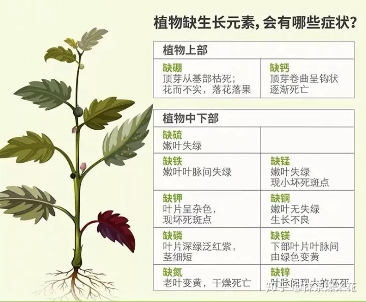 18 家庭园艺水溶肥怎么用，【养花必看】园艺小知识——水溶肥、液体肥