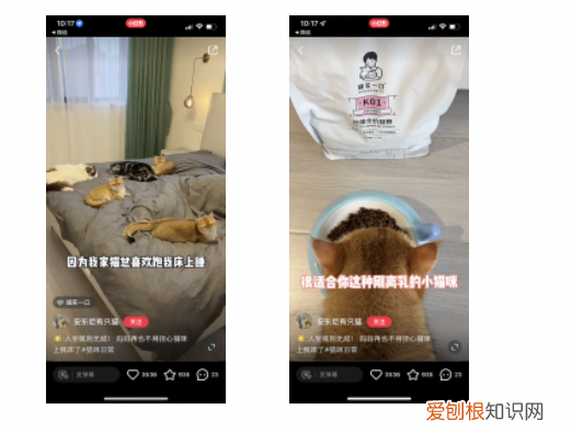 小红书宠物怎么火，5000字讲透，宠物商家如何在小红书成长？