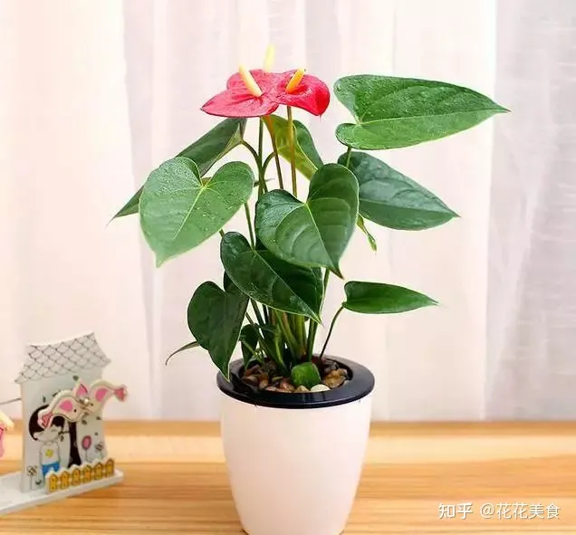 盆栽养护技巧,简单明了又实用的盆栽养护知识