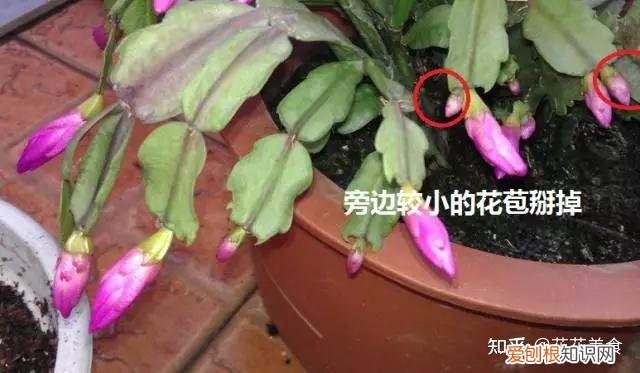 盆栽养护技巧,简单明了又实用的盆栽养护知识