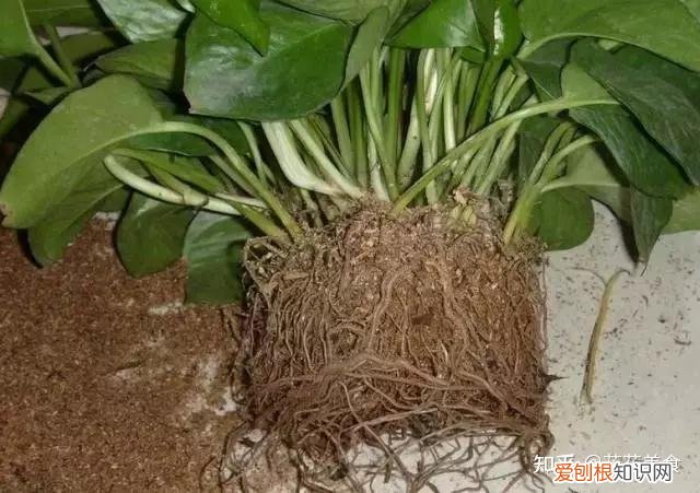 盆栽养护技巧,简单明了又实用的盆栽养护知识