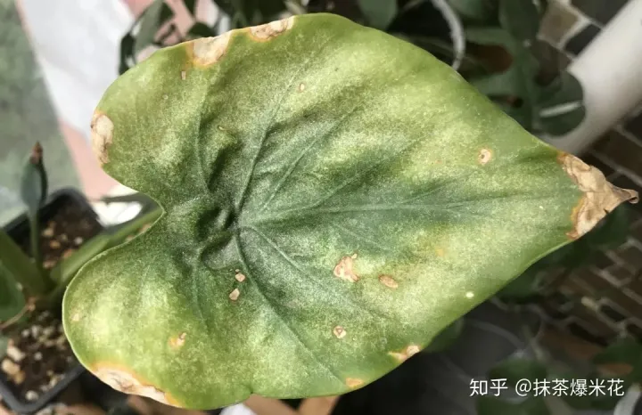24 花卉红蜘蛛处理方法，【养花必看】园艺小知识——虫害——红蜘蛛