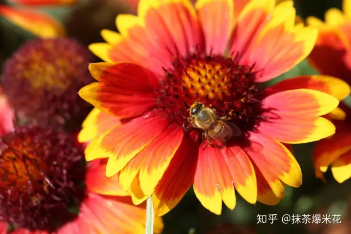 24 花卉红蜘蛛处理方法，【养花必看】园艺小知识——虫害——红蜘蛛