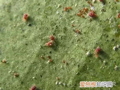 24 花卉红蜘蛛处理方法，【养花必看】园艺小知识——虫害——红蜘蛛