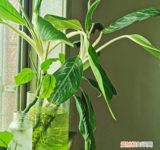 想养花先了解这18种，新手养花，记住这5点，养活1000盆