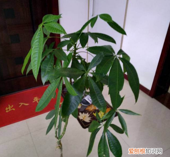 想养花先了解这18种，新手养花，记住这5点，养活1000盆