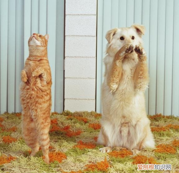 狗猫的常识知识，关于猫狗的12条冷知识，快来看看能答对几题？