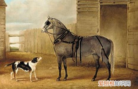 狗猫的常识知识，关于猫狗的12条冷知识，快来看看能答对几题？
