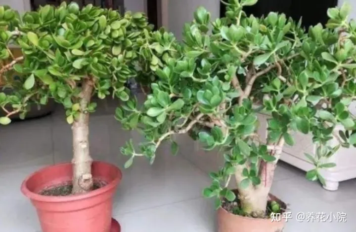 长春花冬天可以剪枝吗什么时候剪，家里有5种花，天冷记得剪一次，明年长得旺多开花