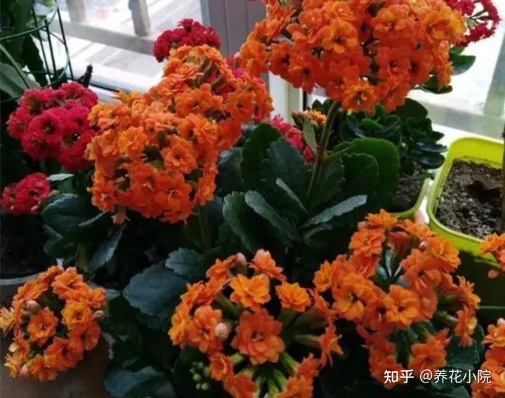 怎样沤肥土养花?，冬天养4种花，别去停肥，蹭蹭长花苞