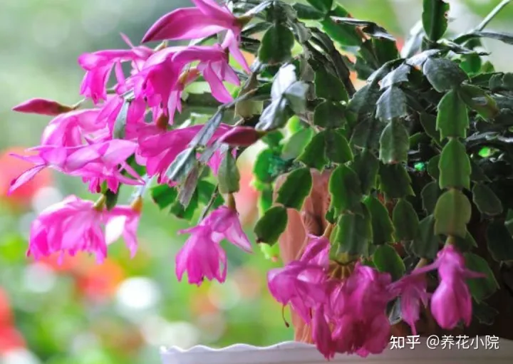 怎样沤肥土养花?，冬天养4种花，别去停肥，蹭蹭长花苞