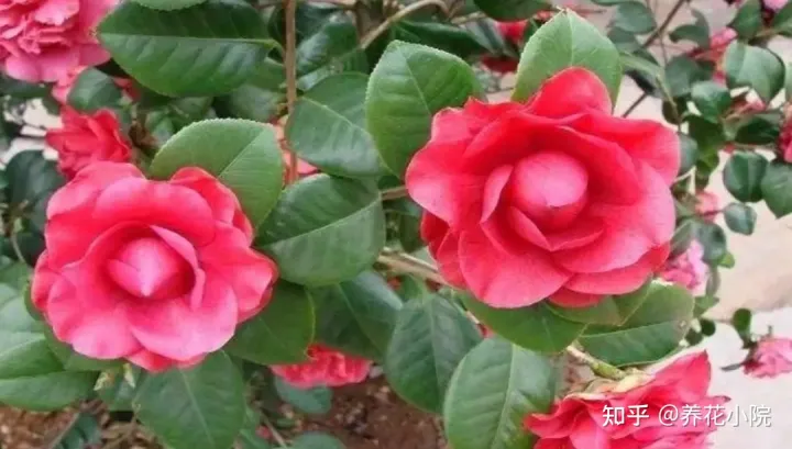 怎样沤肥土养花?，冬天养4种花，别去停肥，蹭蹭长花苞