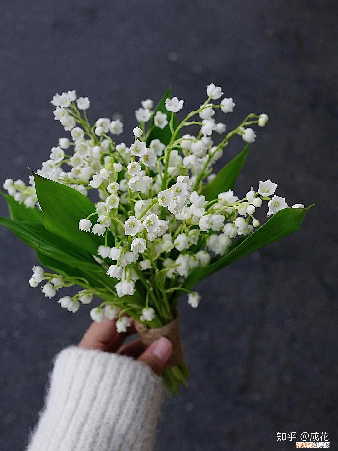 花卉养护管理方法有哪些，花艺师必学的花材养护篇！