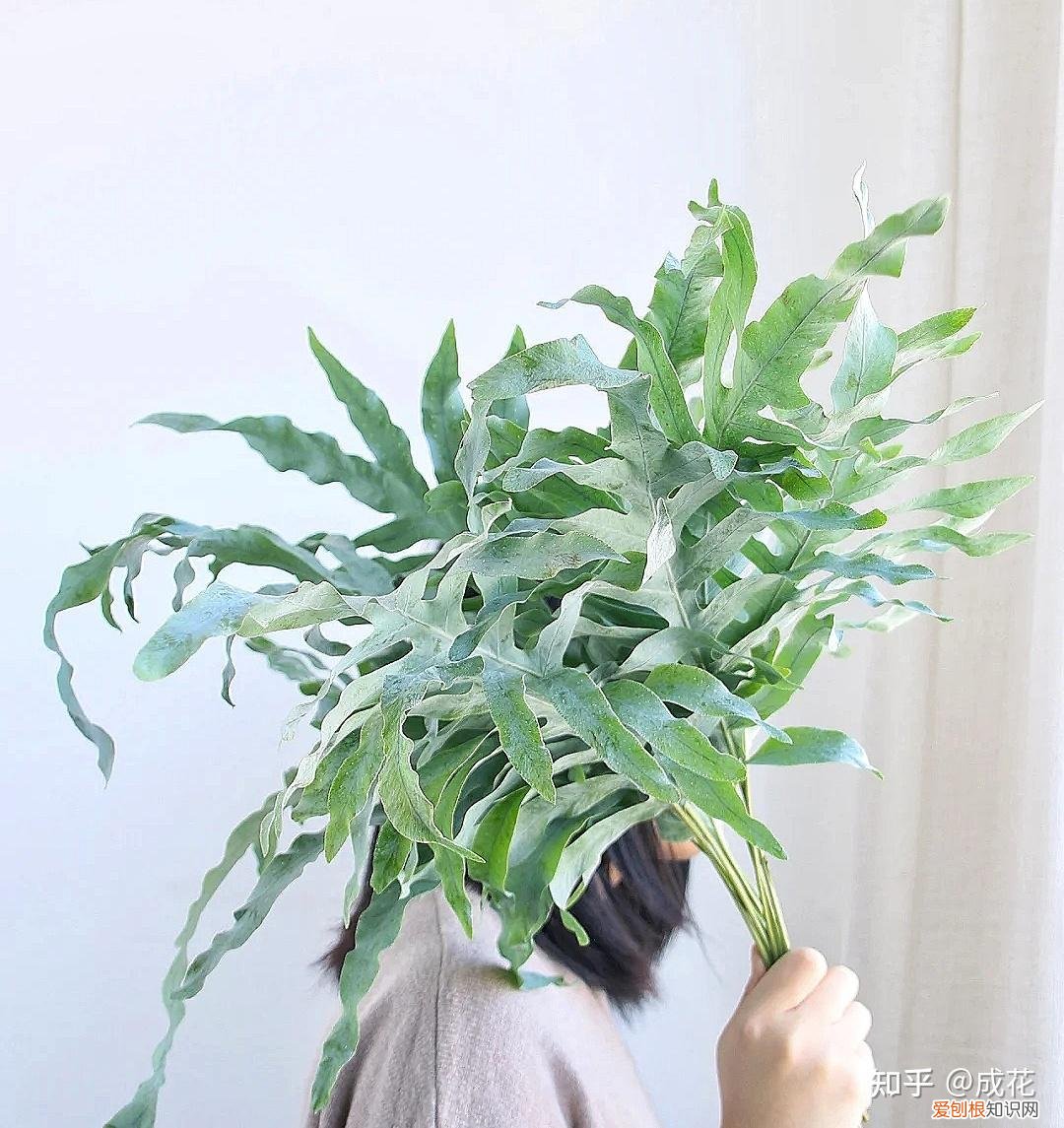 花卉养护管理方法有哪些，花艺师必学的花材养护篇！