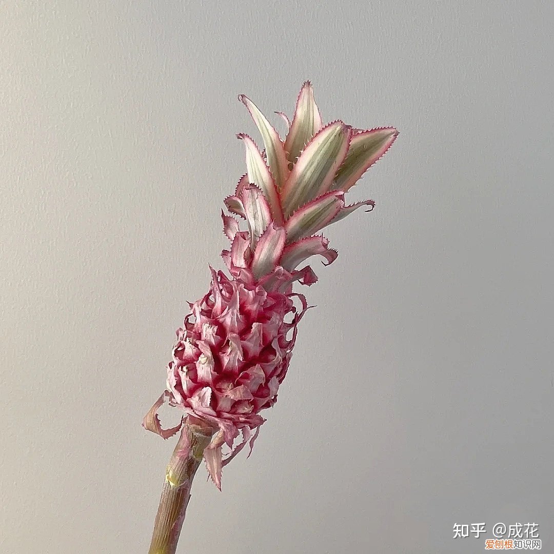 花卉养护管理方法有哪些，花艺师必学的花材养护篇！