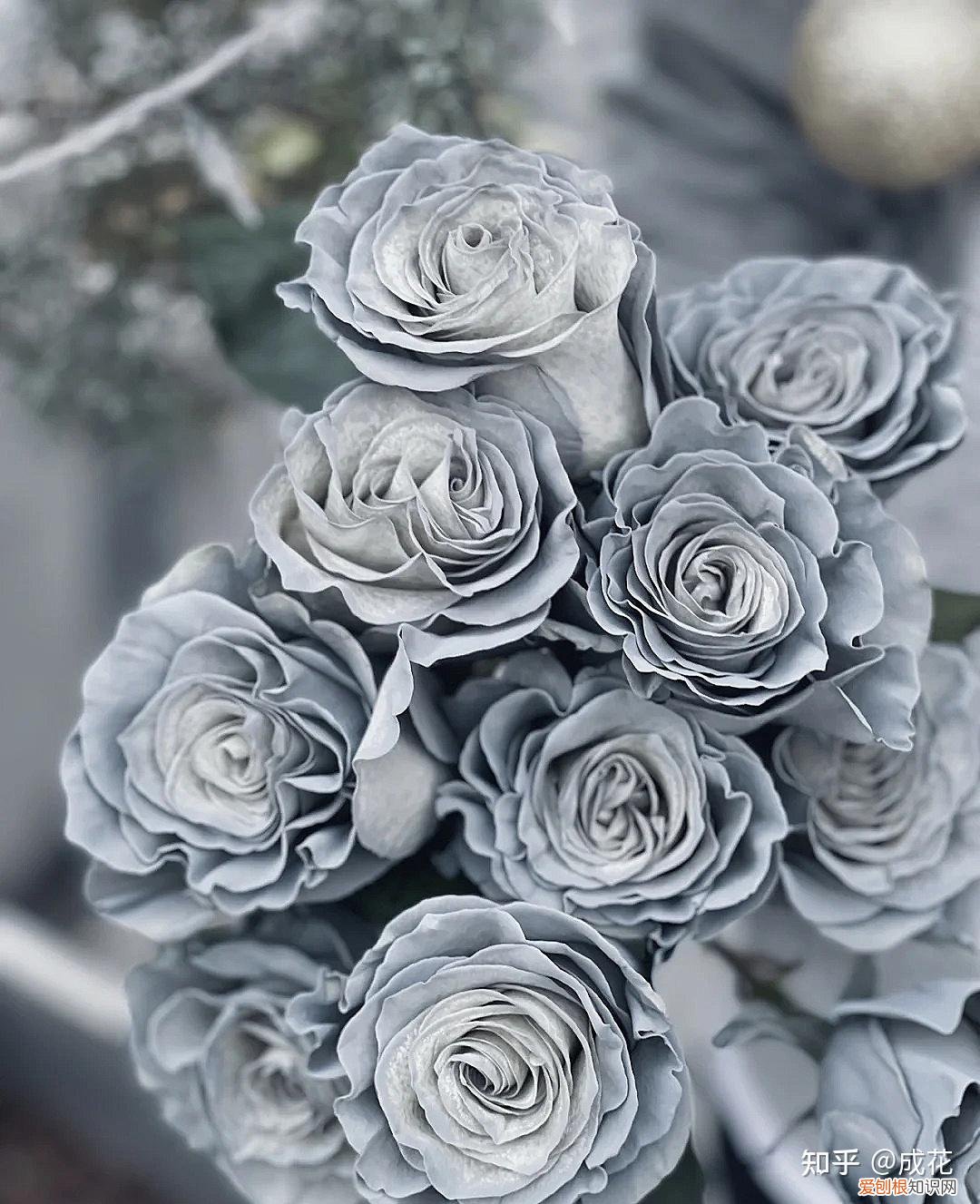 花卉养护管理方法有哪些，花艺师必学的花材养护篇！