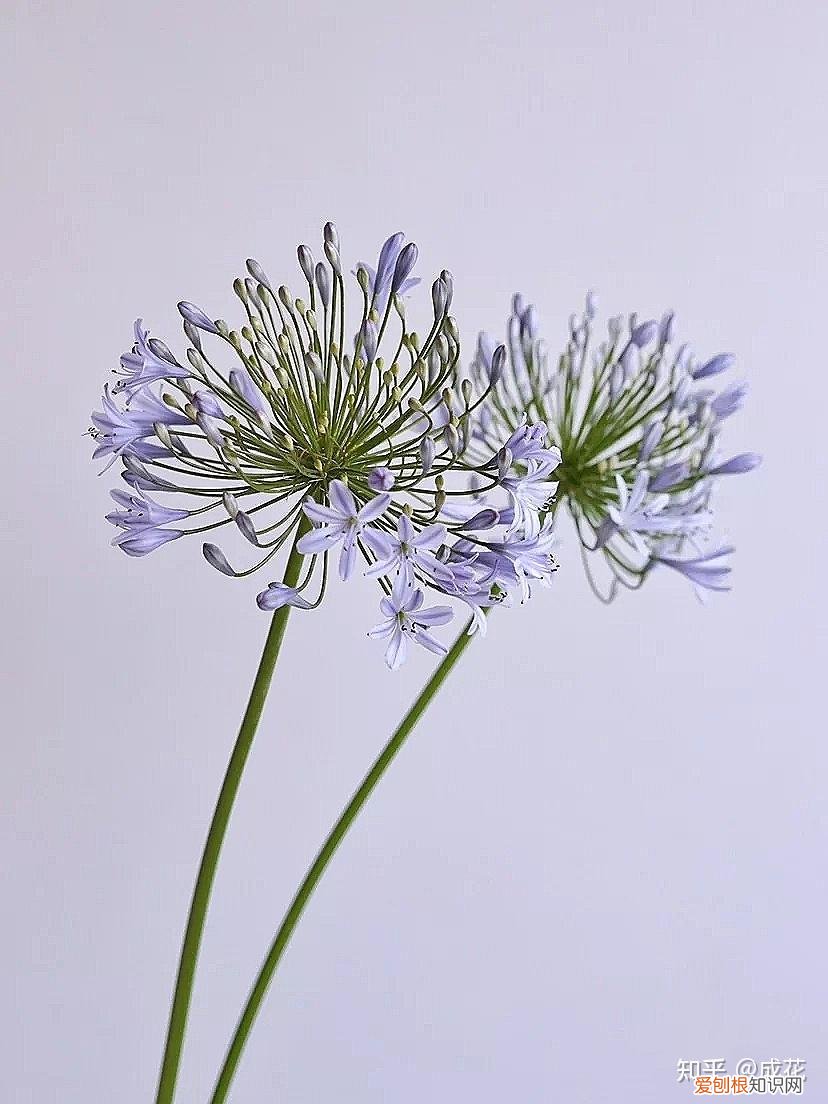 花卉养护管理方法有哪些，花艺师必学的花材养护篇！