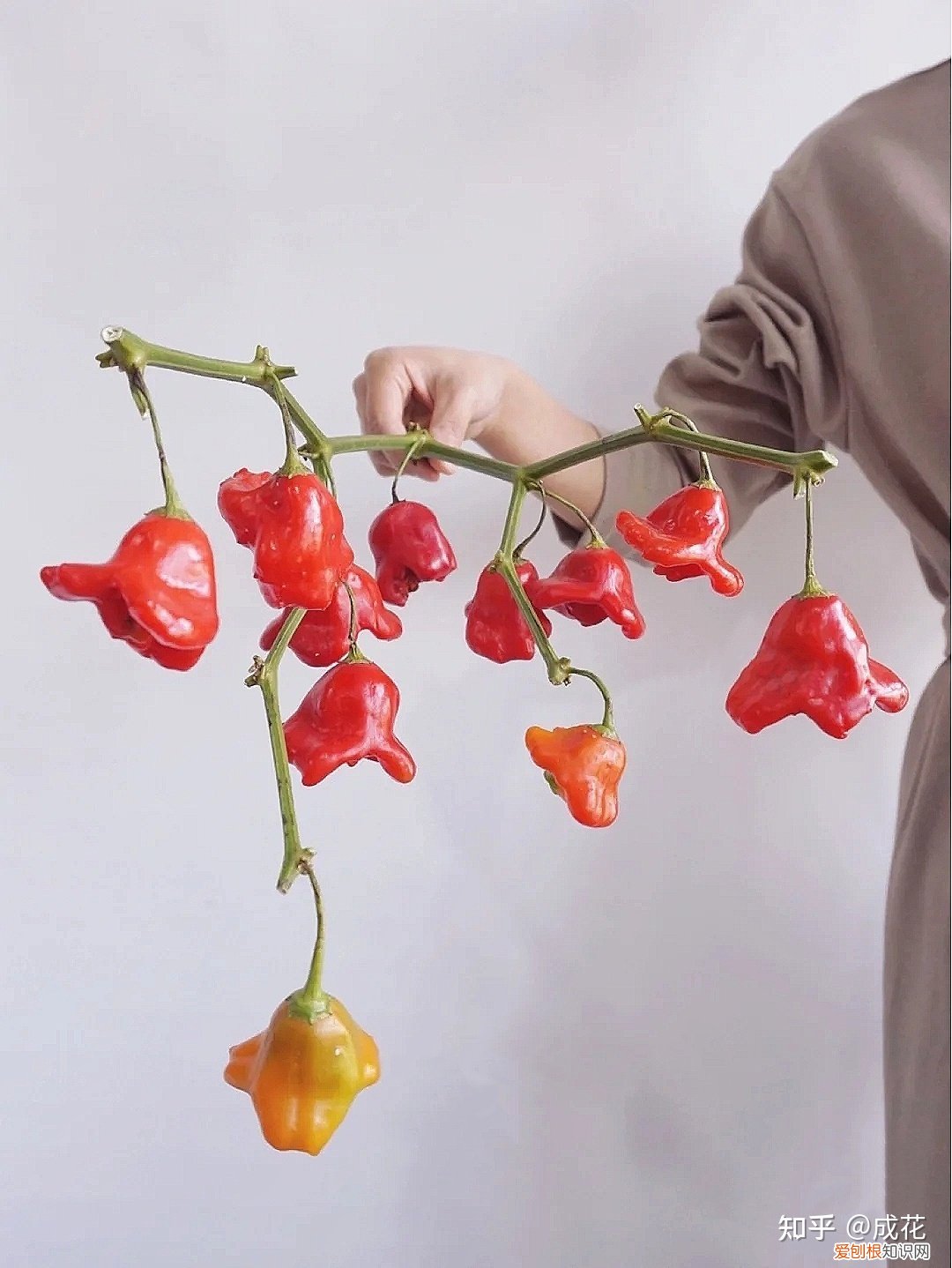 花卉养护管理方法有哪些，花艺师必学的花材养护篇！