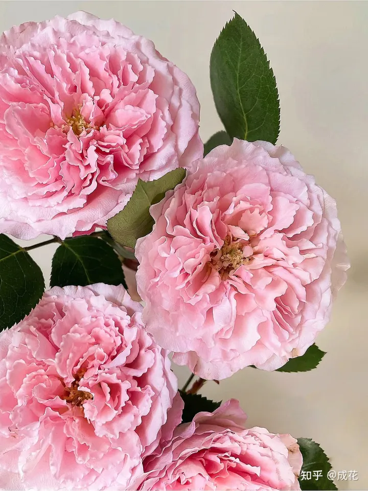 花卉养护管理方法有哪些，花艺师必学的花材养护篇！
