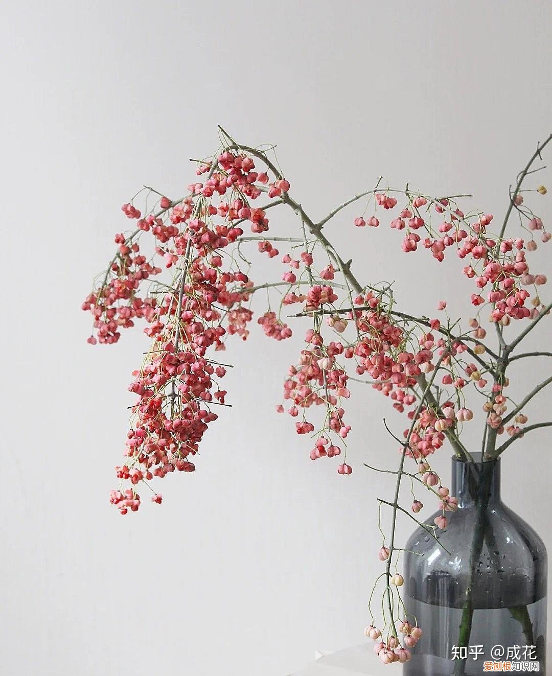 花卉养护管理方法有哪些，花艺师必学的花材养护篇！