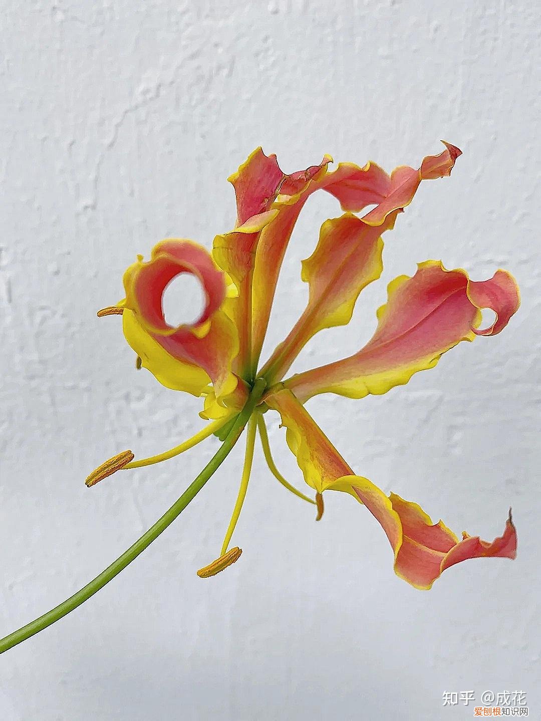 花卉养护管理方法有哪些，花艺师必学的花材养护篇！
