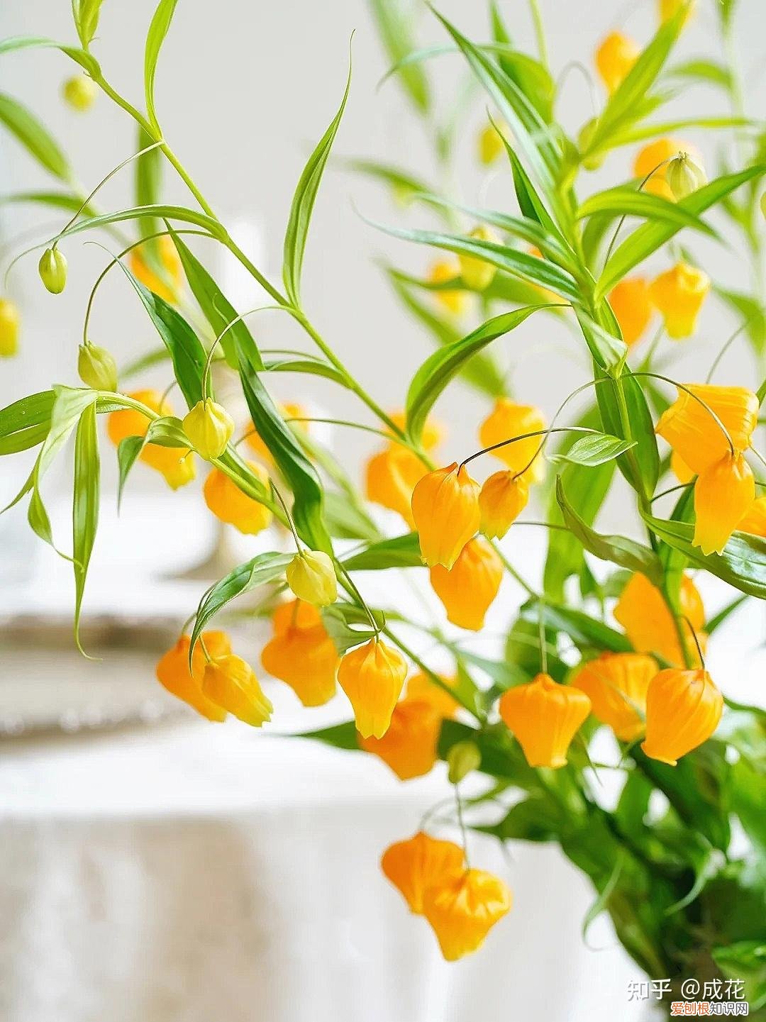 花卉养护管理方法有哪些，花艺师必学的花材养护篇！