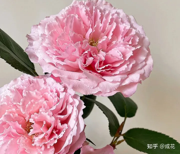 花卉养护管理方法有哪些，花艺师必学的花材养护篇！