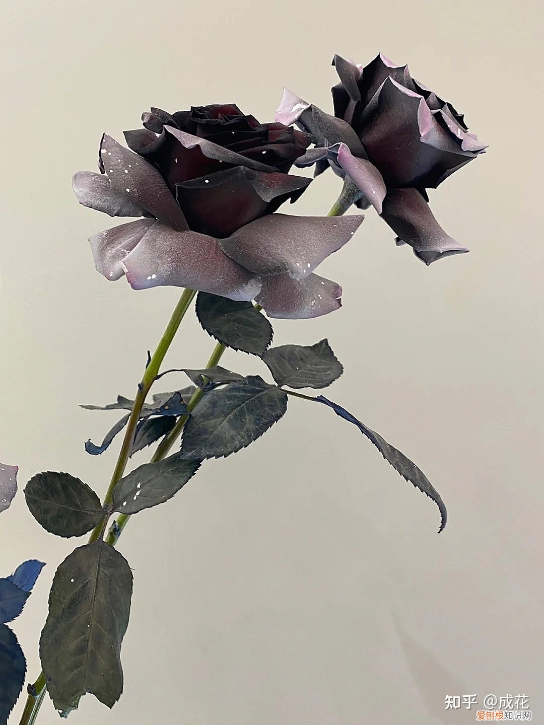 花卉养护管理方法有哪些，花艺师必学的花材养护篇！