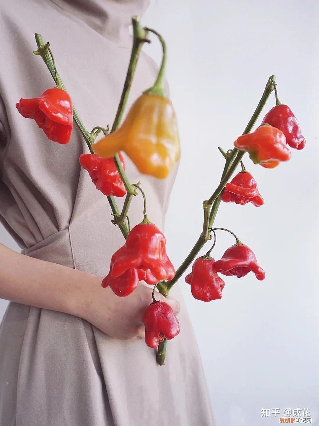 花卉养护管理方法有哪些，花艺师必学的花材养护篇！