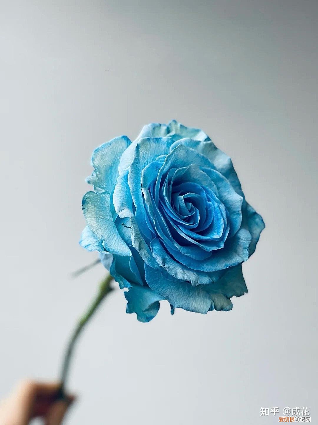 花卉养护管理方法有哪些，花艺师必学的花材养护篇！