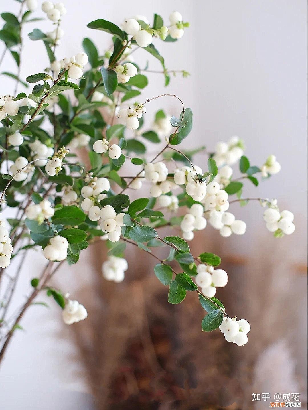花卉养护管理方法有哪些，花艺师必学的花材养护篇！