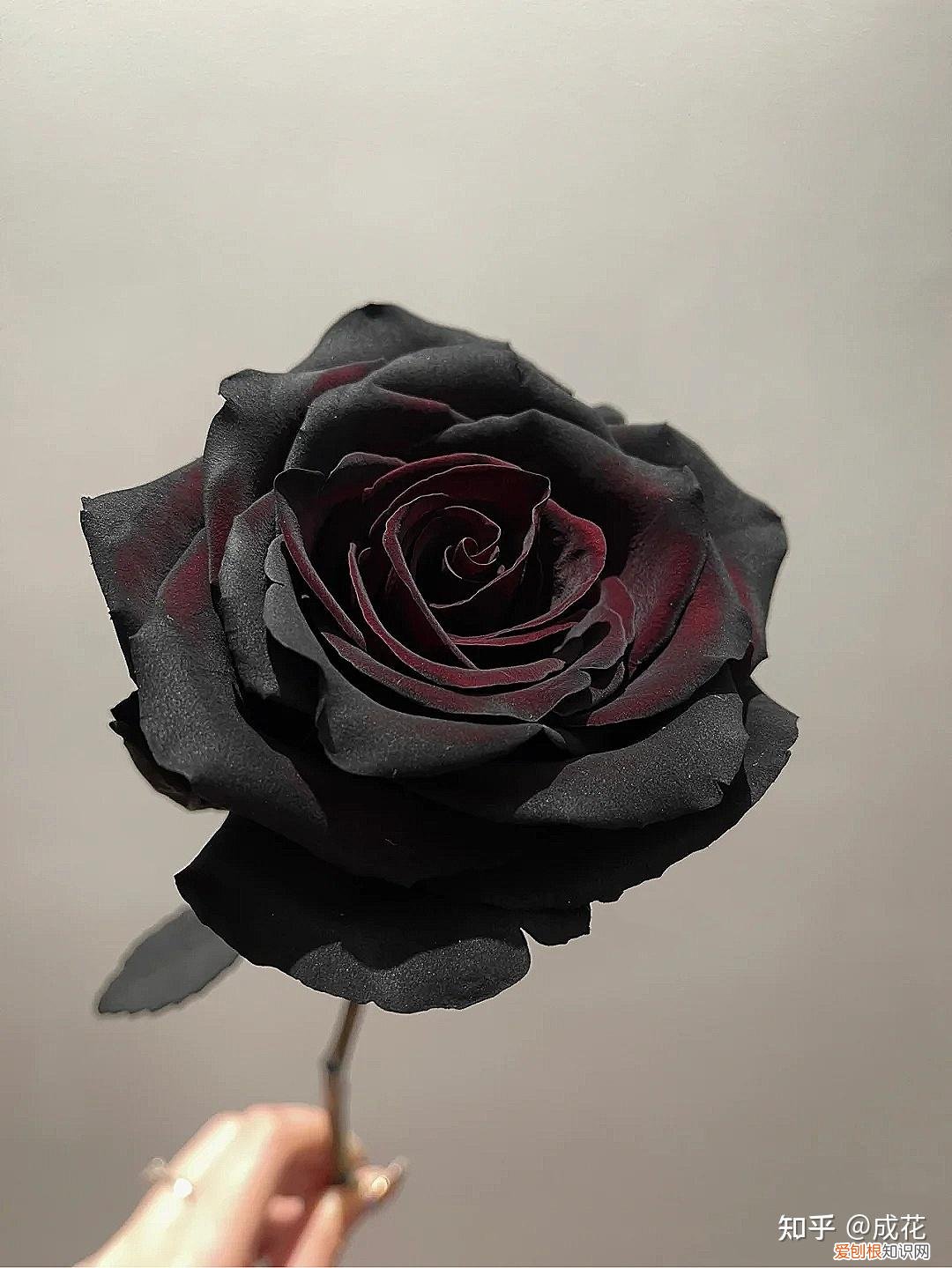 花卉养护管理方法有哪些，花艺师必学的花材养护篇！
