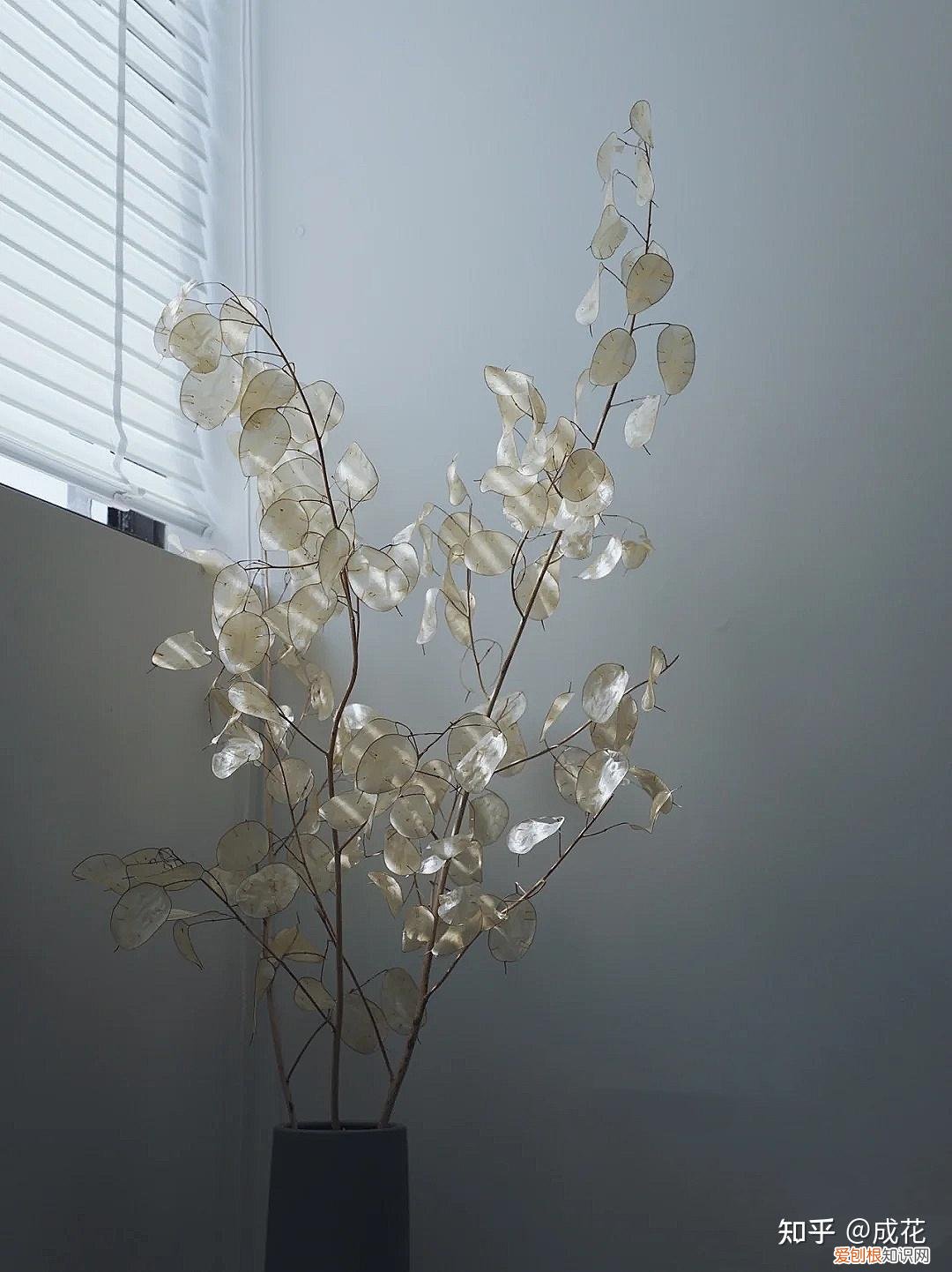 花卉养护管理方法有哪些，花艺师必学的花材养护篇！
