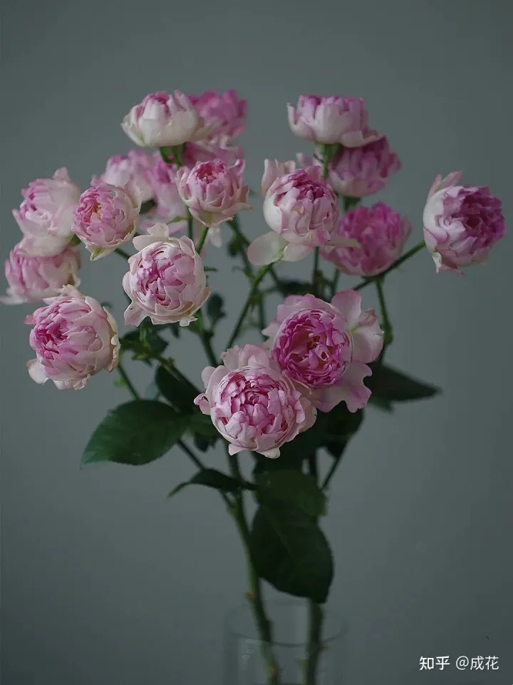 花卉养护管理方法有哪些，花艺师必学的花材养护篇！