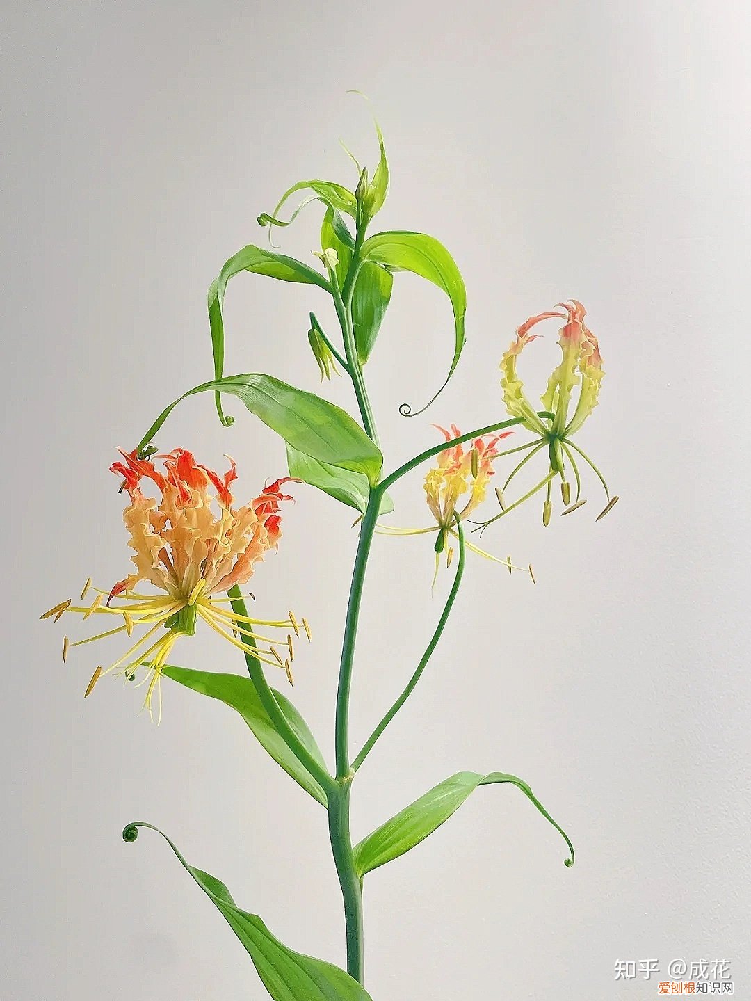 花卉养护管理方法有哪些，花艺师必学的花材养护篇！